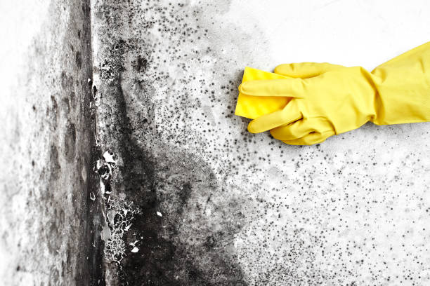 Best Emergency Mold Removal  in Falconer, NY