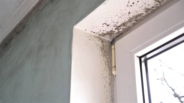 Best Mold Remediation Services  in Falconer, NY