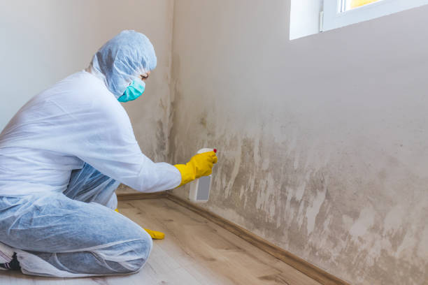 Mold Removal and Inspection