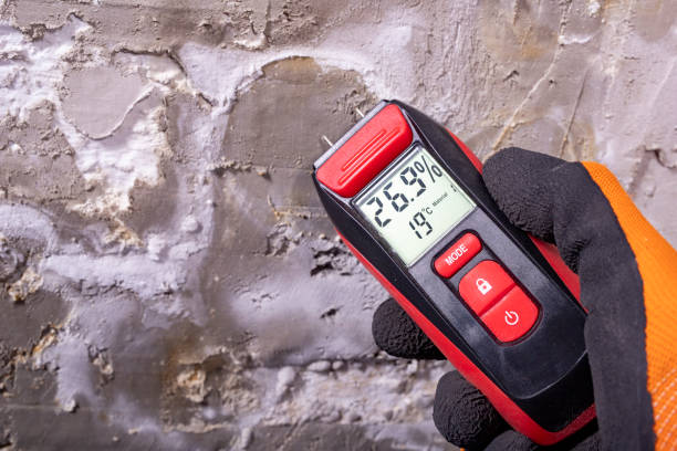 Best Mold Remediation  in Falconer, NY