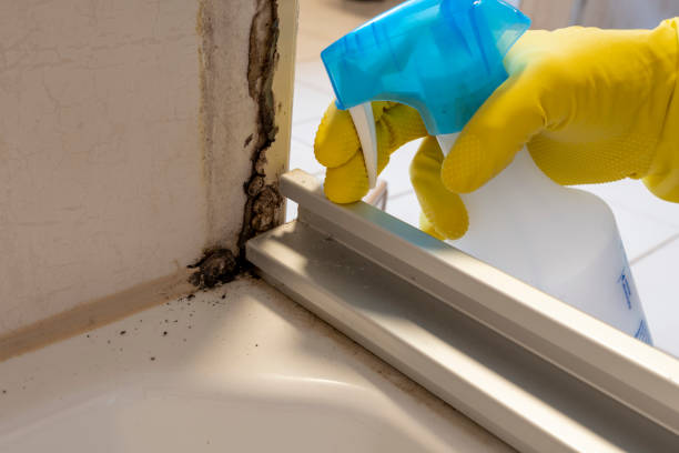 Attic Mold Removal in Falconer, NY