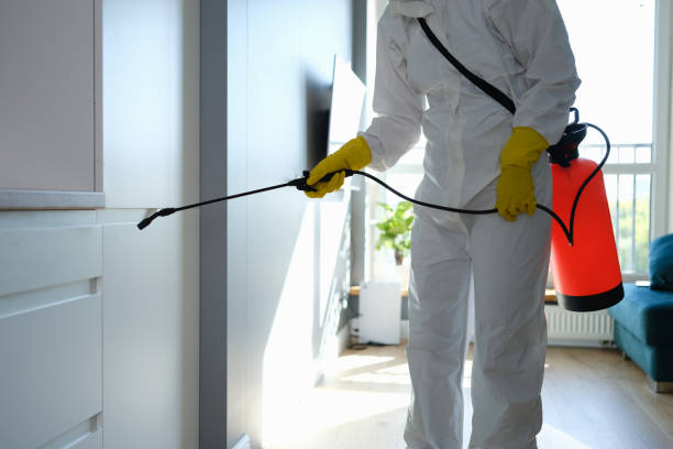 Best Residential Mold Removal  in Falconer, NY