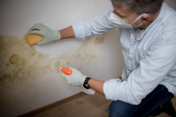 Best Affordable Mold Removal  in Falconer, NY