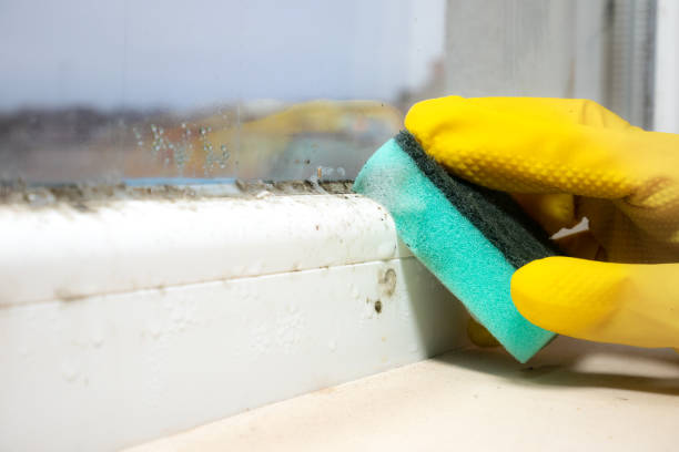 Best Professional Mold Removal  in Falconer, NY