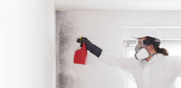 Best Toxic Mold Removal  in Falconer, NY