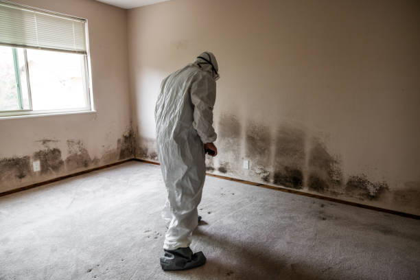 Best Affordable Mold Removal  in Falconer, NY