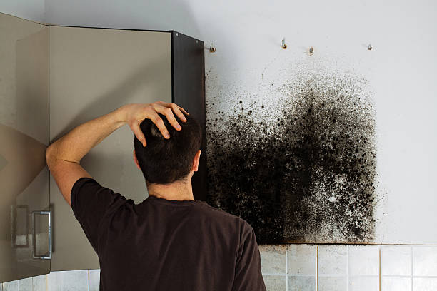 Professional Mold Removal in Falconer, NY